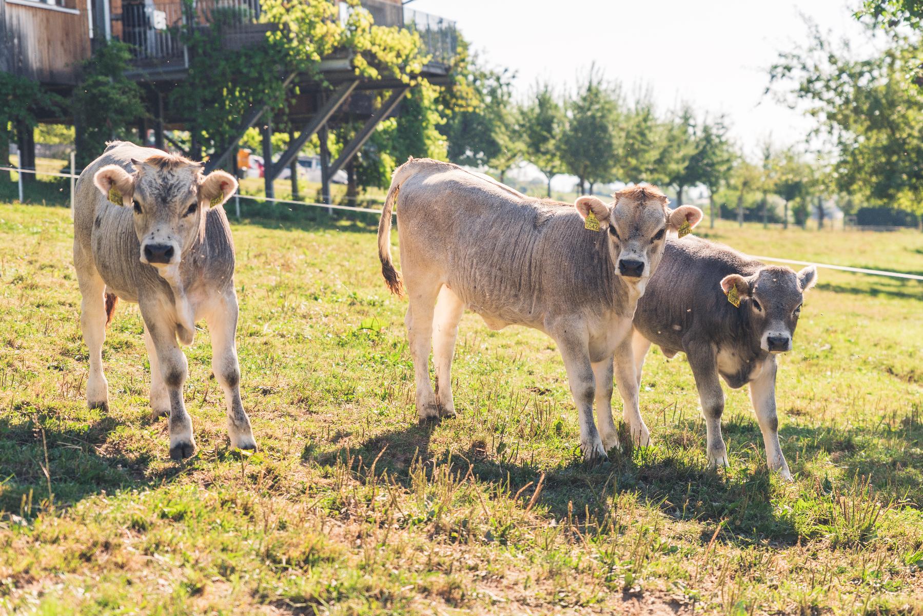 Rätisches Grauvieh-Birnenernte-Archehof