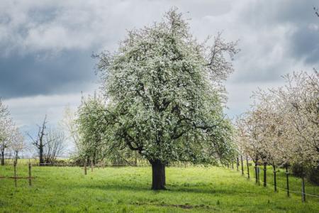 FrühlingsBlüten 2023 01.jpg