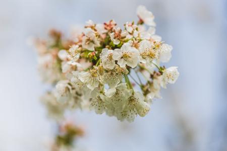 FrühlingsBlüten 2023 02.jpg