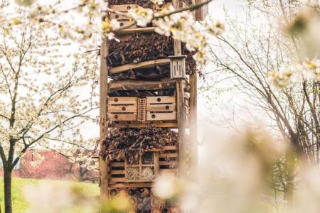 FrühlingsBlüten 2023 07.jpg