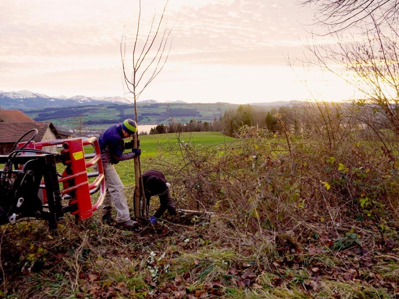 Pflanzung Maulbeerbaum.JPG
