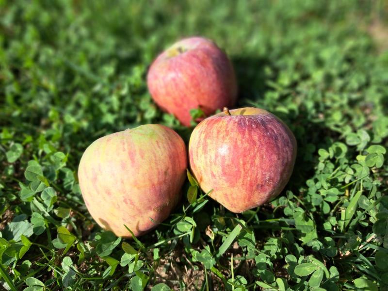 Lugnezer Reinette.jpg