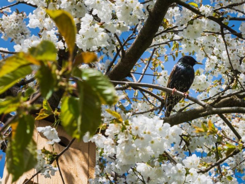 Frühling Archehof Vogelkasten.jpg