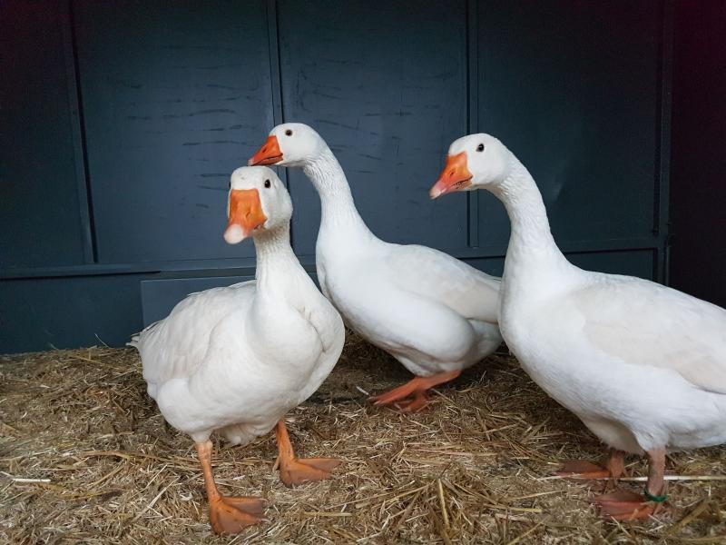 Gänse