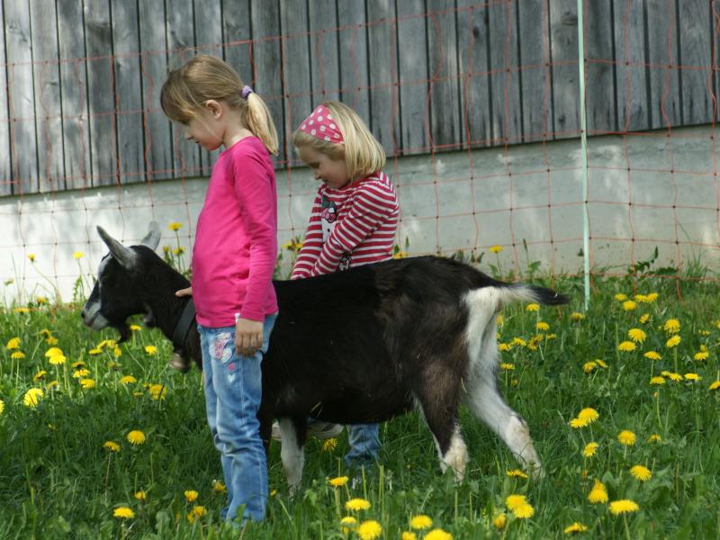 Bündner Strahlenziegen (27).JPG