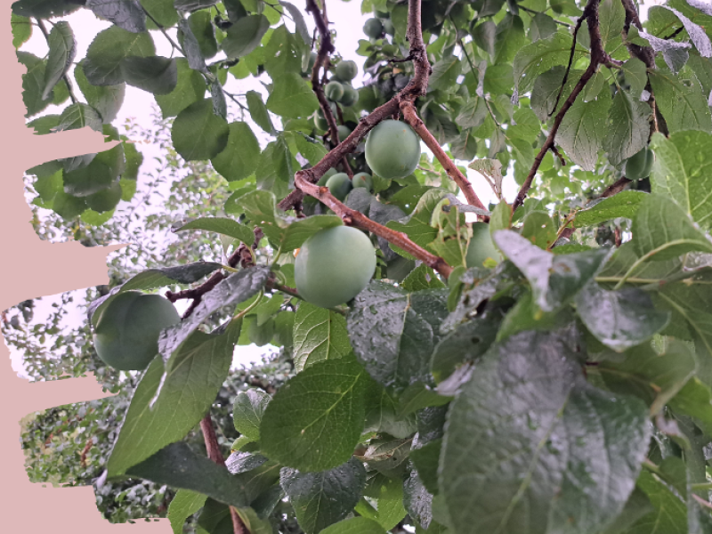 Reineclaude d'Oullins.png