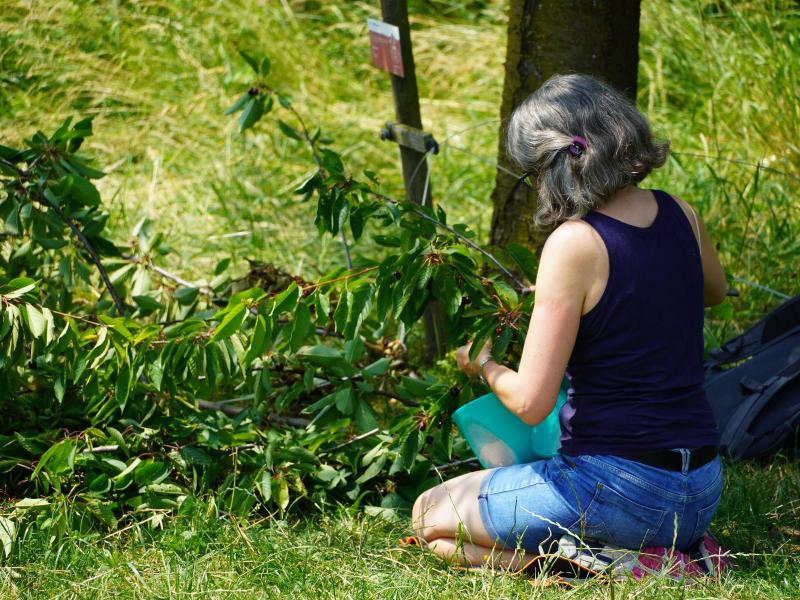 Ernte_Jun23 (25).JPG