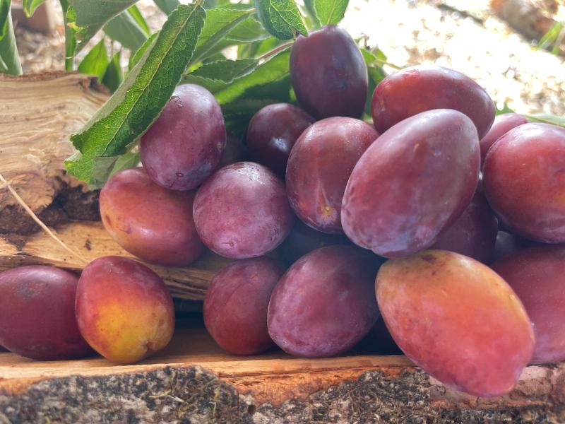 Zwetschgenvielfalt.JPG
